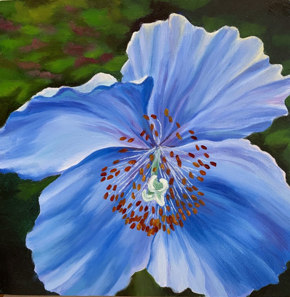 Blue Poppy - Oil on board - 5 3/4" x 5 3/4"